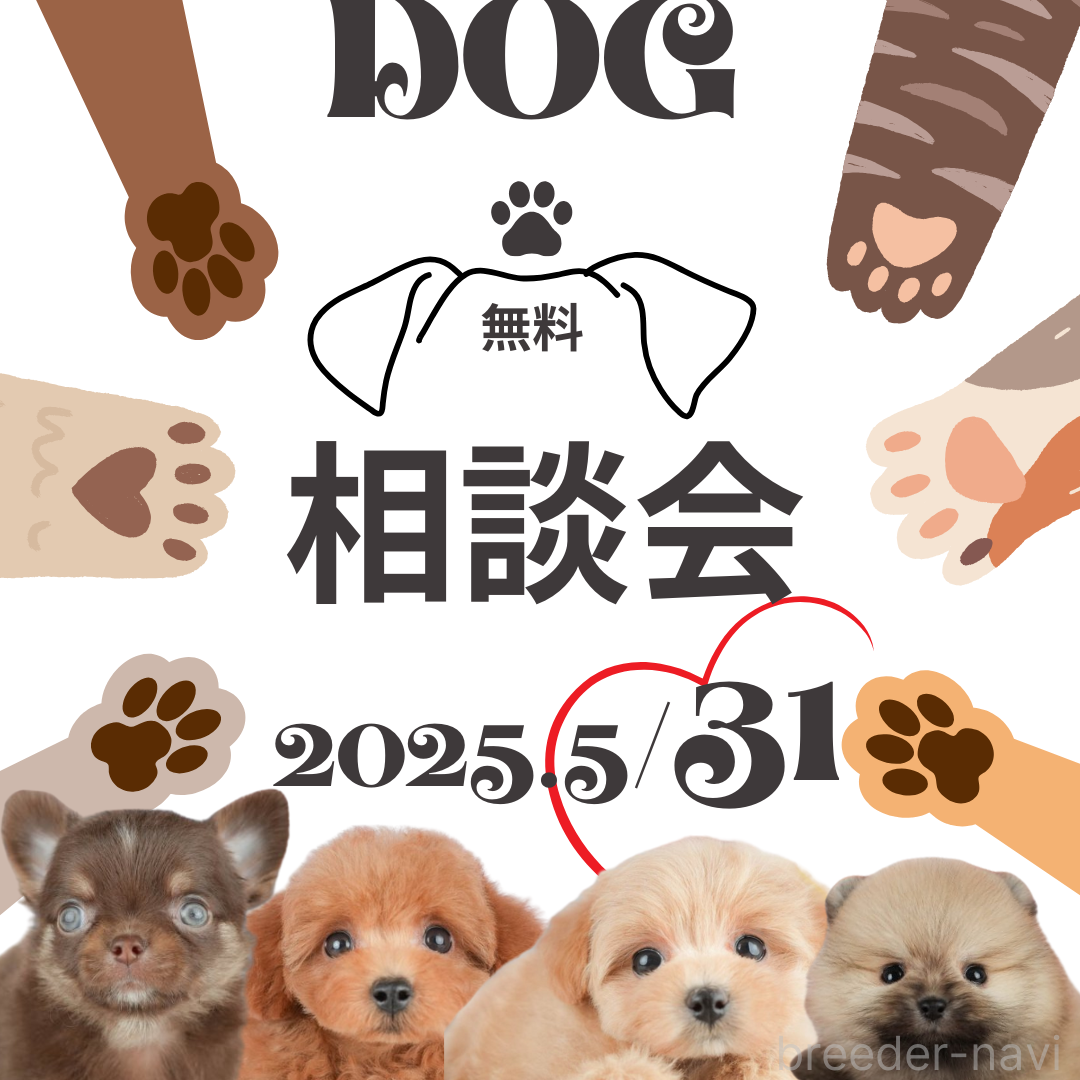 成約済の千葉県のポメラニアン-387130の3枚目